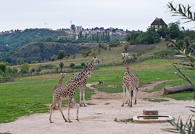 Акция чешского зоопарка для высоких людей